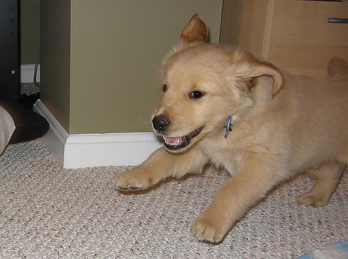 Benny The Golden